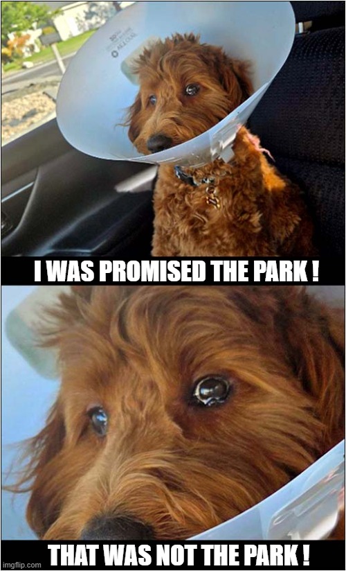 Don't Trust Your Human ! | I WAS PROMISED THE PARK ! THAT WAS NOT THE PARK ! | image tagged in dogs,mistrust | made w/ Imgflip meme maker