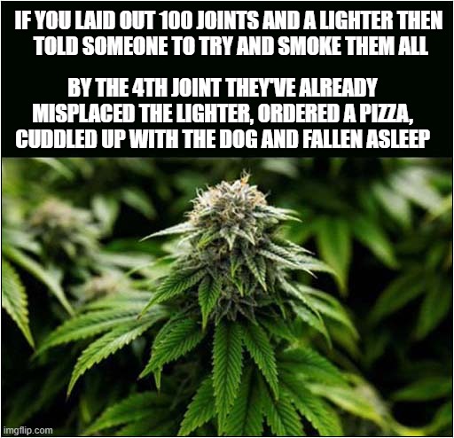 Why Nobody Has Ever Overdosed On Marijuana ! | IF YOU LAID OUT 100 JOINTS AND A LIGHTER THEN
 TOLD SOMEONE TO TRY AND SMOKE THEM ALL; BY THE 4TH JOINT THEY'VE ALREADY
MISPLACED THE LIGHTER, ORDERED A PIZZA,
CUDDLED UP WITH THE DOG AND FALLEN ASLEEP | image tagged in marijuana,overdose,impossible | made w/ Imgflip meme maker