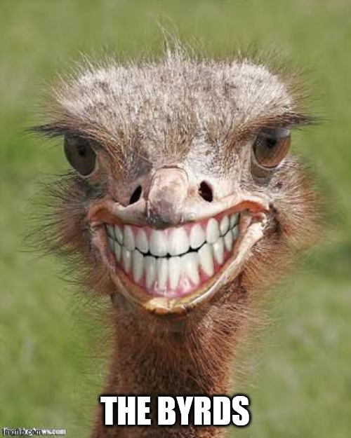 Teeth ostrich emu funny smile  | THE BYRDS | image tagged in teeth ostrich emu funny smile | made w/ Imgflip meme maker