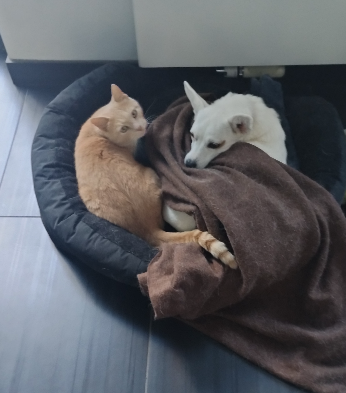 Cat and dog in same bed Blank Meme Template