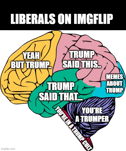Brain Sections | LIBERALS ON IMGFLIP; TRUMP SAID THIS.. YEAH BUT TRUMP.. MEMES ABOUT TRUMP; TRUMP SAID THAT... YOU'RE A TRUMPER; YOU'RE IN A TRUMP CULT | image tagged in brain sections | made w/ Imgflip meme maker
