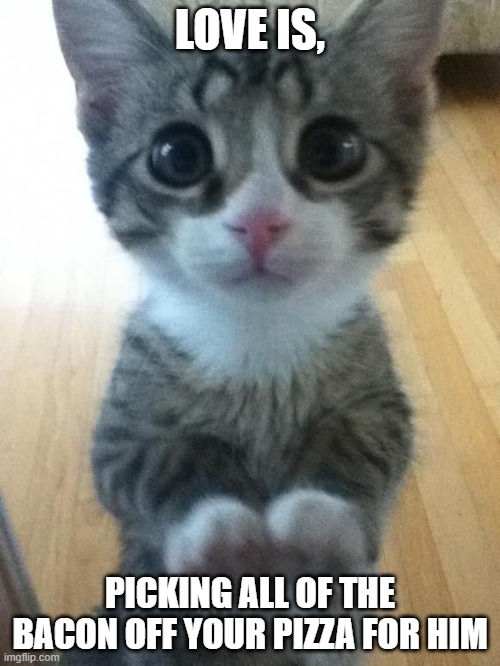 I just want friends who love cats, drink copious amounts of wine | LOVE IS, PICKING ALL OF THE BACON OFF YOUR PIZZA FOR HIM | image tagged in i just want friends who love cats drink copious amounts of wine | made w/ Imgflip meme maker