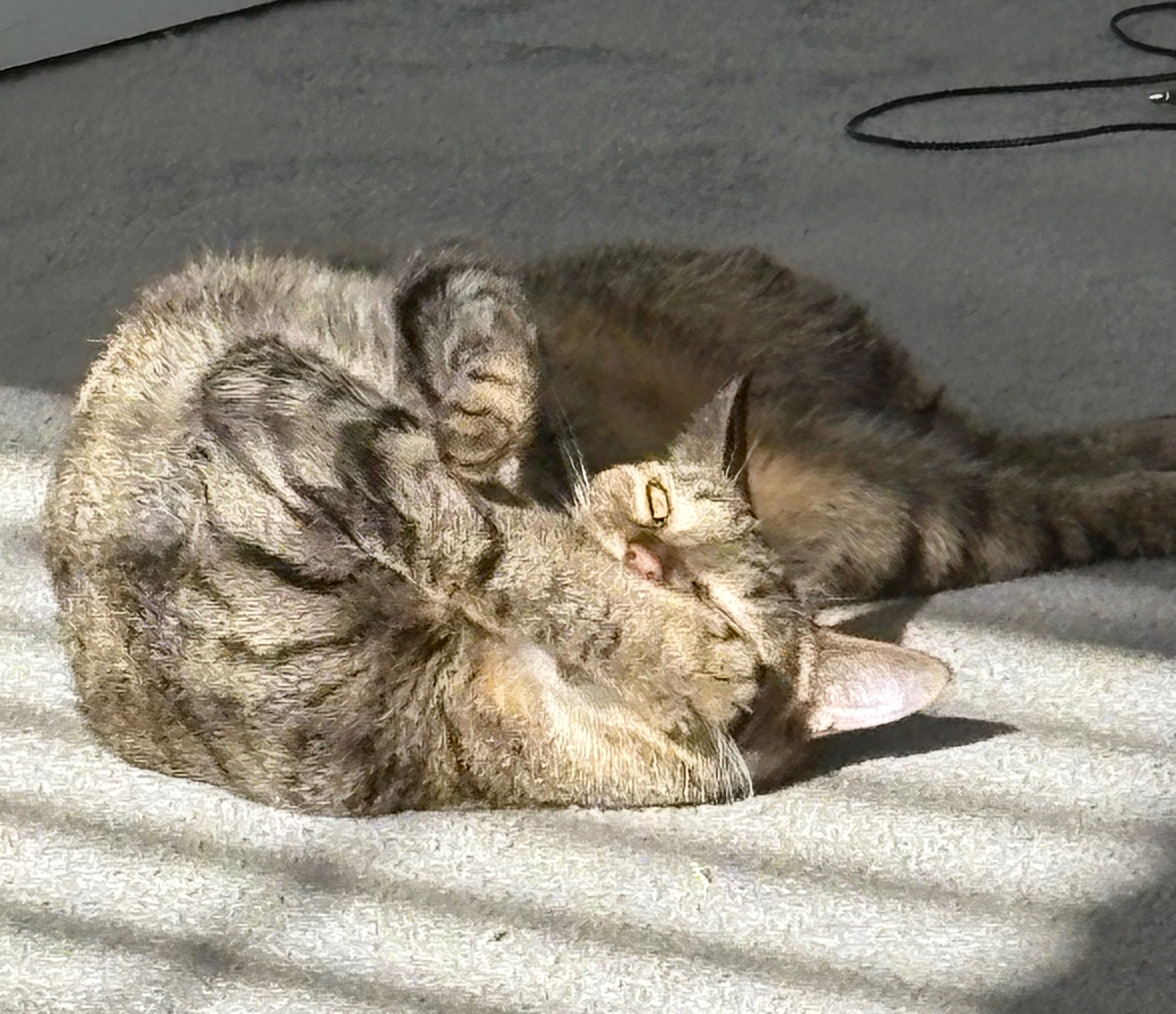 my ca t | made w/ Imgflip meme maker