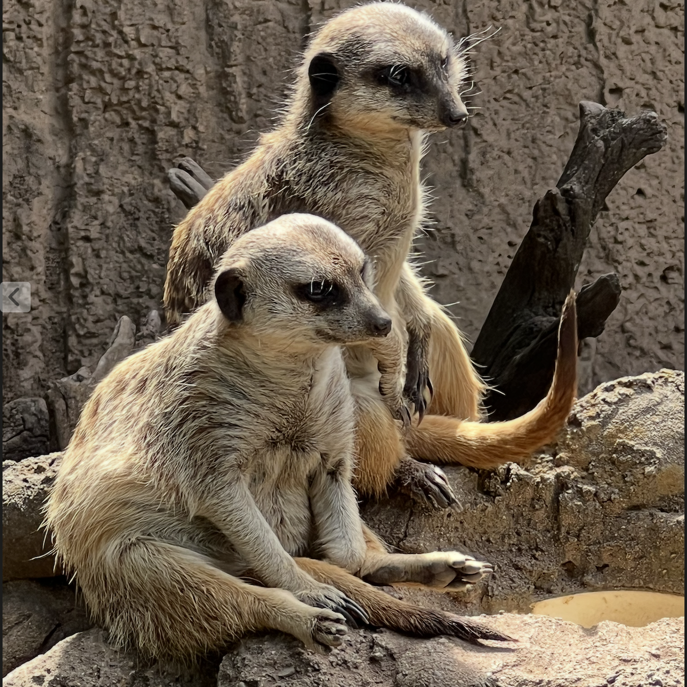 Sad Lemur Blank Meme Template