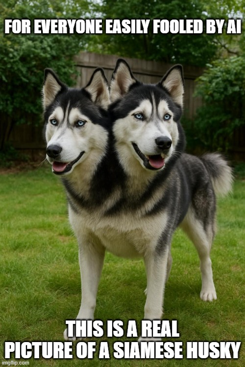 AI husky | FOR EVERYONE EASILY FOOLED BY AI; THIS IS A REAL PICTURE OF A SIAMESE HUSKY | image tagged in husky,funny memes,ai,siames | made w/ Imgflip meme maker
