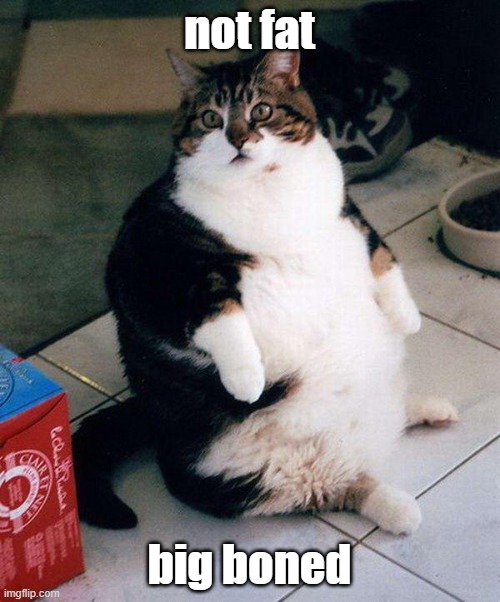 fat cat | not fat big boned | image tagged in fat cat | made w/ Imgflip meme maker