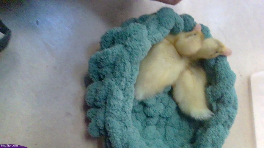 It's the ducks last day! | made w/ Imgflip meme maker