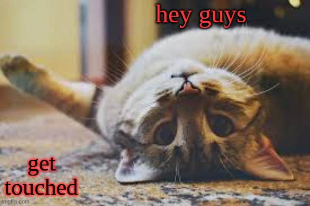 cat | hey guys; get touched | image tagged in cat | made w/ Imgflip meme maker