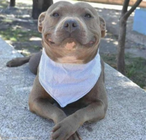 pibul | image tagged in pitbull,cute dog,cute | made w/ Imgflip meme maker