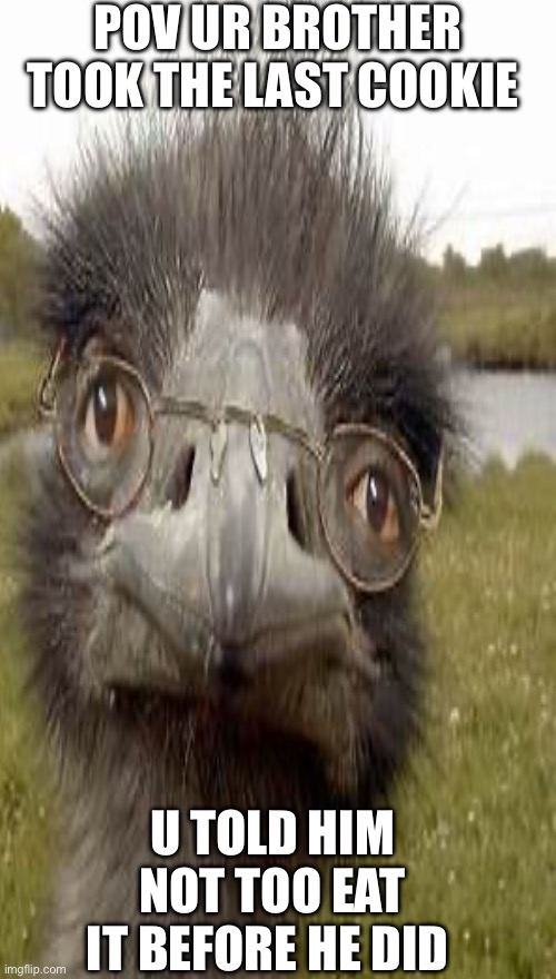 Cool | POV UR BROTHER TOOK THE LAST COOKIE; U TOLD HIM NOT TOO EAT IT BEFORE HE DID | image tagged in political meme | made w/ Imgflip meme maker