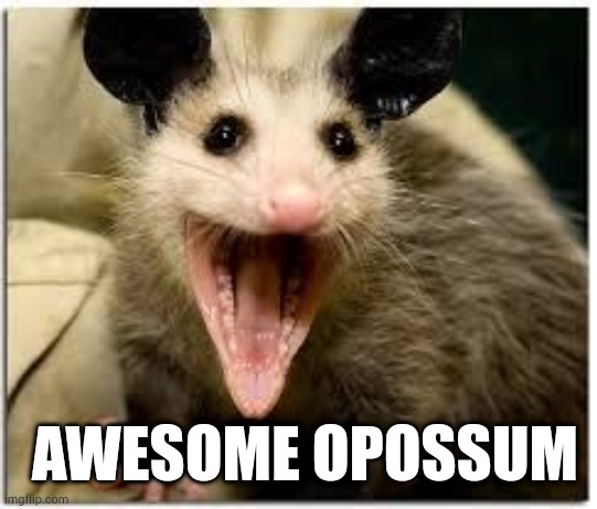 opossum | AWESOME OPOSSUM | image tagged in opossum | made w/ Imgflip meme maker