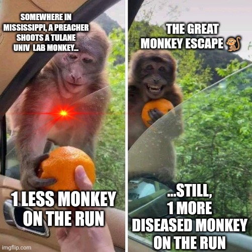 The Great Monkey Escape in Mississippi | SOMEWHERE IN MISSISSIPPI, A PREACHER SHOOTS A TULANE UNIV  LAB MONKEY... THE GREAT MONKEY ESCAPE 🐒; ...STILL, 1 MORE DISEASED MONKEY ON THE RUN; 1 LESS MONKEY ON THE RUN | image tagged in monkey getting an orange,tulane university,lab monkey,mississippi,escape monkey,monkey | made w/ Imgflip meme maker