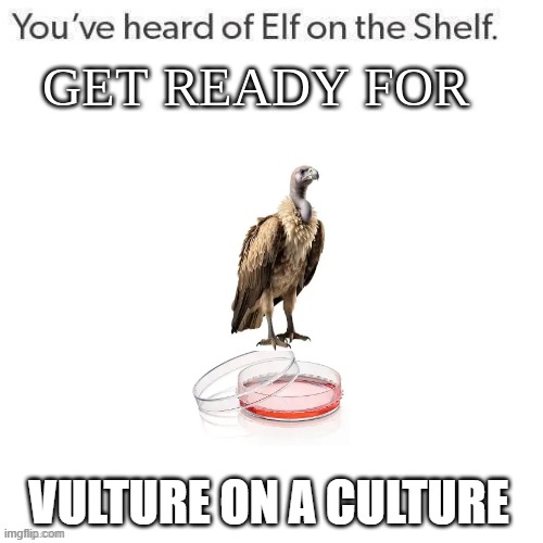 vulture | VULTURE ON A CULTURE | image tagged in youve heard of elf on the shelf get ready for | made w/ Imgflip meme maker