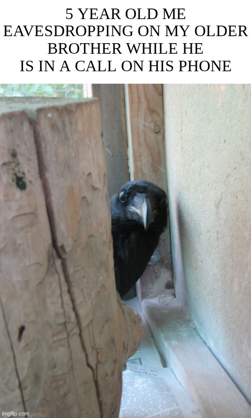 I used to do this a lot when I was little | 5 YEAR OLD ME EAVESDROPPING ON MY OLDER BROTHER WHILE HE IS IN A CALL ON HIS PHONE | image tagged in peekaboo crow | made w/ Imgflip meme maker