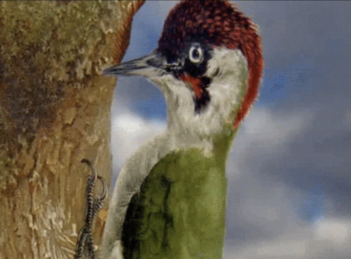 KING Pecker Blank Meme Template
