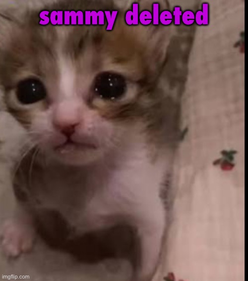 sad | sammy deleted | image tagged in sad | made w/ Imgflip meme maker