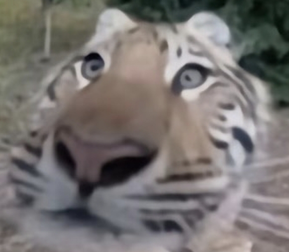 High Quality tigre Blank Meme Template
