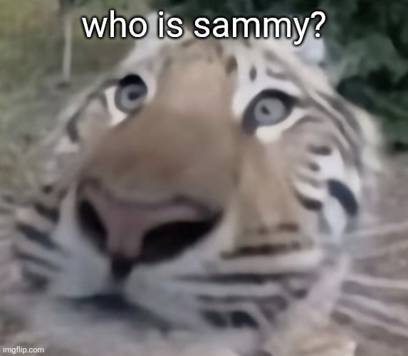 tigre | who is sammy? | image tagged in tigre | made w/ Imgflip meme maker