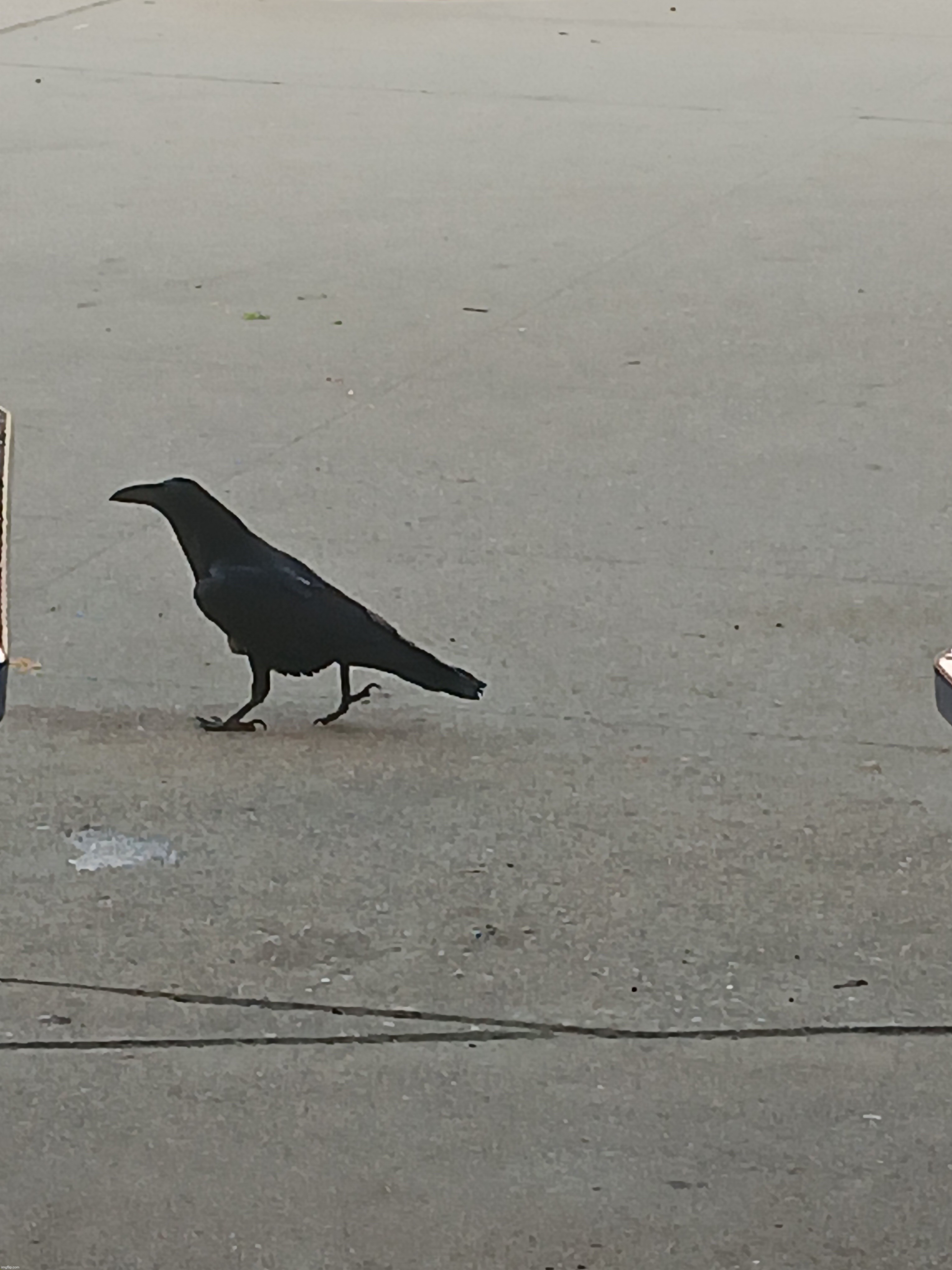 crow i saw in school | made w/ Imgflip meme maker