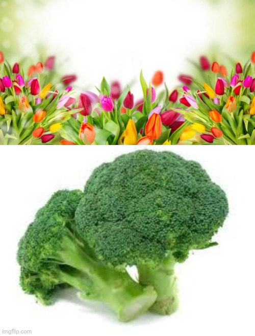 image tagged in flowers,broccoli | made w/ Imgflip meme maker