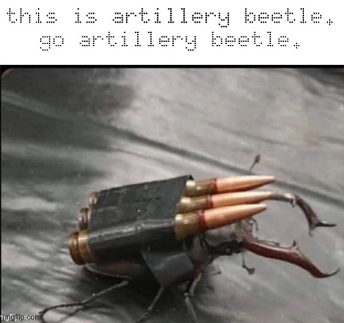 Everyone! Say GO ARTILLERY BEETLE | this is artillery beetle.
go artillery beetle. | image tagged in memes,funny,animals,beetle,artillery beetle | made w/ Imgflip meme maker