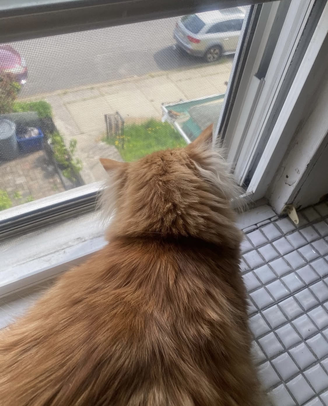 High Quality Kilo the Cat Blank Meme Template