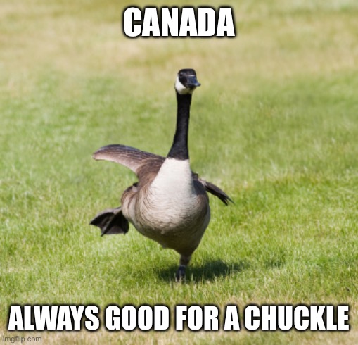canada goose | CANADA ALWAYS GOOD FOR A CHUCKLE | image tagged in canada goose | made w/ Imgflip meme maker