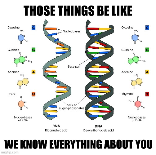 DNA/RNA meme | image tagged in biology,chemistry,science,meme,memes,funny | made w/ Imgflip meme maker