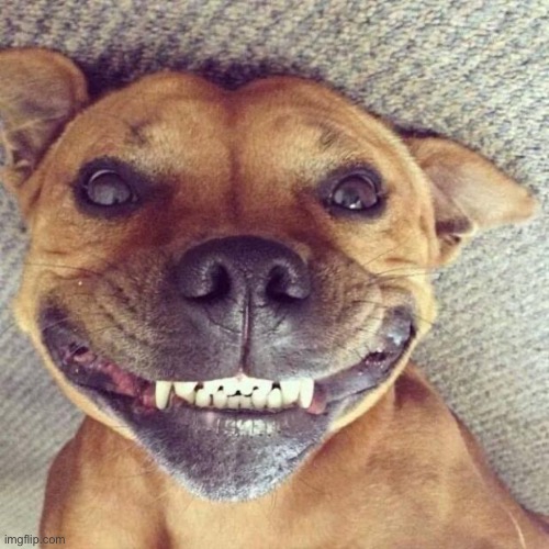 Smiling dog | image tagged in smiling dog | made w/ Imgflip meme maker
