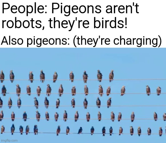 People: Pigeons aren't robots, they're birds! Also pigeons: (they're charging) | image tagged in memes,funny,funny memes | made w/ Imgflip meme maker