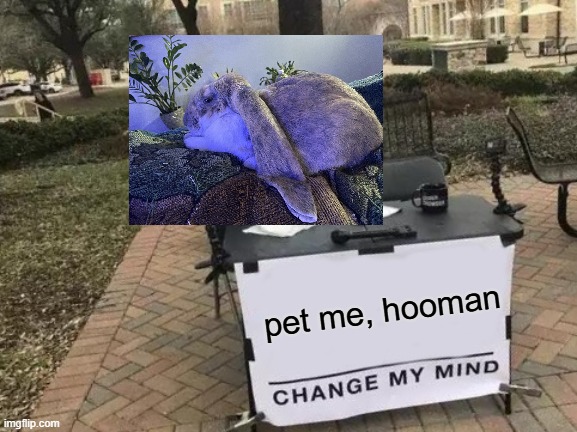 bnuuy of the day 11/6 | pet me, hooman | image tagged in memes,change my mind,bnuuy,bunny | made w/ Imgflip meme maker