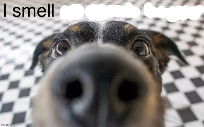 image tagged in i smell an upvote beggar | made w/ Imgflip meme maker