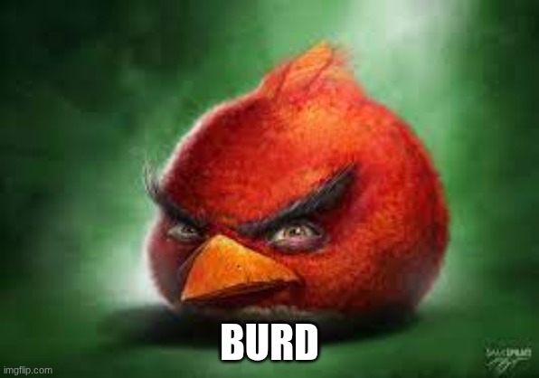 BURD | image tagged in realistic red angry birds | made w/ Imgflip meme maker