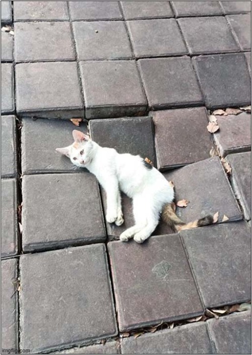 Is This The Chuck Norris Of Cats ? | image tagged in cats,chuck norris | made w/ Imgflip meme maker