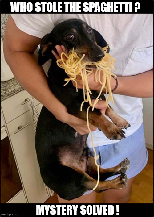 Caught In The Act ! | WHO STOLE THE SPAGHETTI ? MYSTERY SOLVED ! | image tagged in dogs,dachshund,spaghetti,thief,caught in the act | made w/ Imgflip meme maker