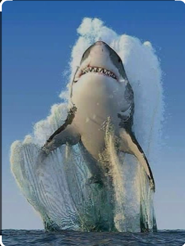 Shark Blank Meme Template