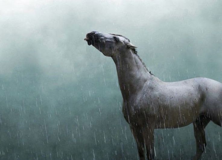 Rain Horse Blank Meme Template