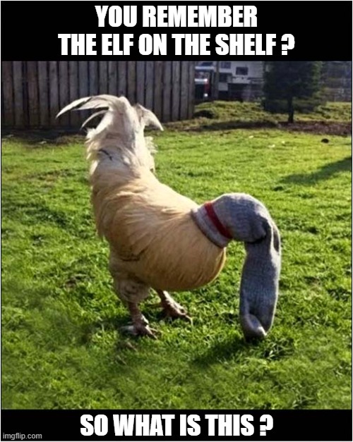 Say What You See Rhymes | YOU REMEMBER
THE ELF ON THE SHELF ? SO WHAT IS THIS ? | image tagged in rhymes,elf on the shelf,cockeral,socks | made w/ Imgflip meme maker