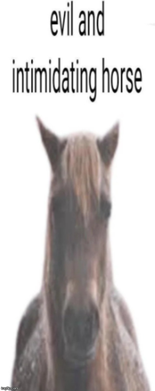 evil and intimidating horse | image tagged in evil and intimidating horse | made w/ Imgflip meme maker