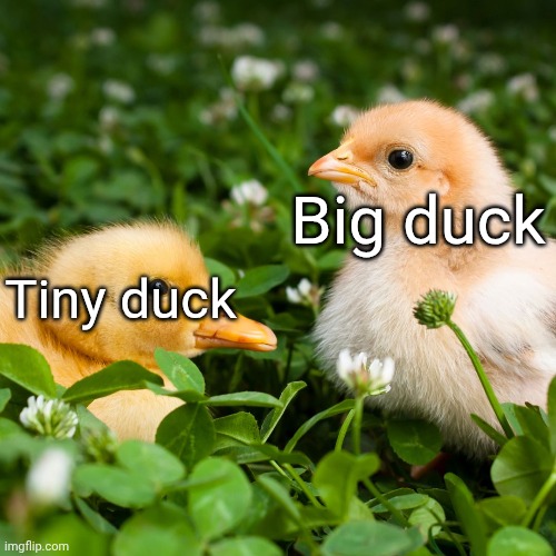 Small ducks vs big duck | Big duck; Tiny duck | image tagged in smiling chick frowning chick | made w/ Imgflip meme maker