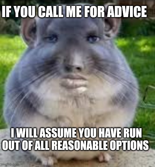 Disappointed Chinchilla | IF YOU CALL ME FOR ADVICE; I WILL ASSUME YOU HAVE RUN OUT OF ALL REASONABLE OPTIONS | image tagged in disappointed chinchilla | made w/ Imgflip meme maker