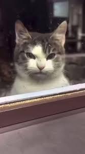 Angry cat Blank Meme Template