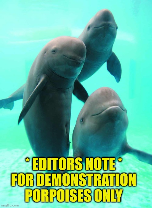 Porpoise | * EDITORS NOTE *
FOR DEMONSTRATION PORPOISES ONLY | image tagged in porpoise | made w/ Imgflip meme maker