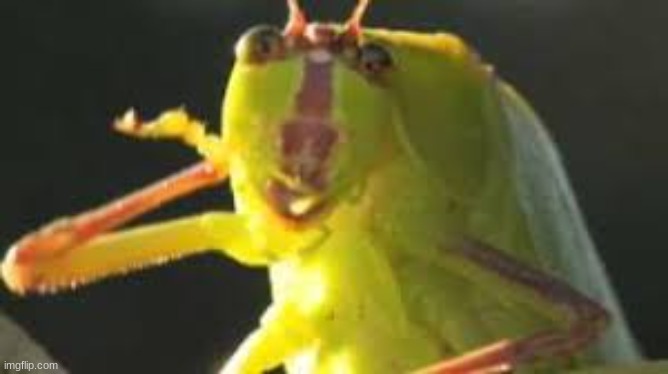 the single most chopped bug I have ever and will ever grace my eyes upon | made w/ Imgflip meme maker