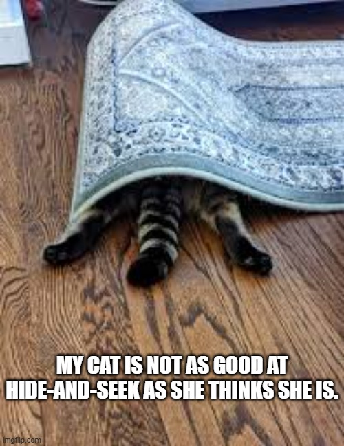 My cat isn't as good at hide and seek as she thinks she is. | MY CAT IS NOT AS GOOD AT HIDE-AND-SEEK AS SHE THINKS SHE IS. | image tagged in cat,funny,kittens,humor,hide and seek,funny cat memes | made w/ Imgflip meme maker
