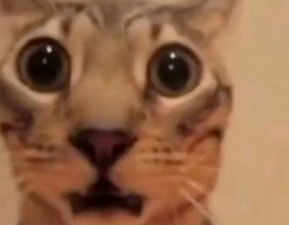 we're cooked gng... Blank Meme Template