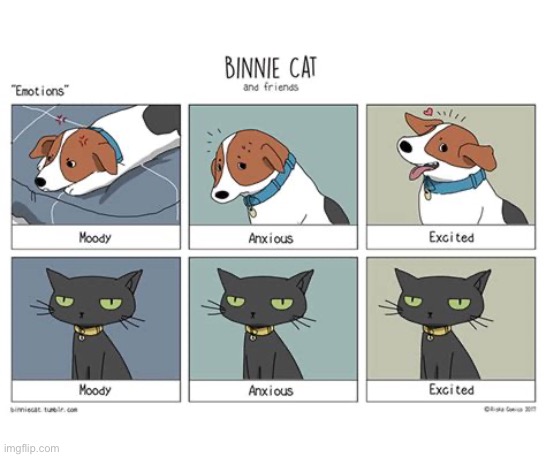 Cats have good poker faces… | image tagged in cats,binnie cat,friends,comics,many moods | made w/ Imgflip meme maker