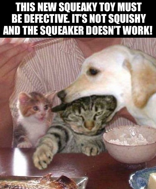 The “squeaky toy” is about to become a “scratchy toy”… | THIS NEW SQUEAKY TOY MUST BE DEFECTIVE. IT’S NOT SQUISHY AND THE SQUEAKER DOESN’T WORK! | image tagged in cats,dogs,squeaky toy,defective | made w/ Imgflip meme maker