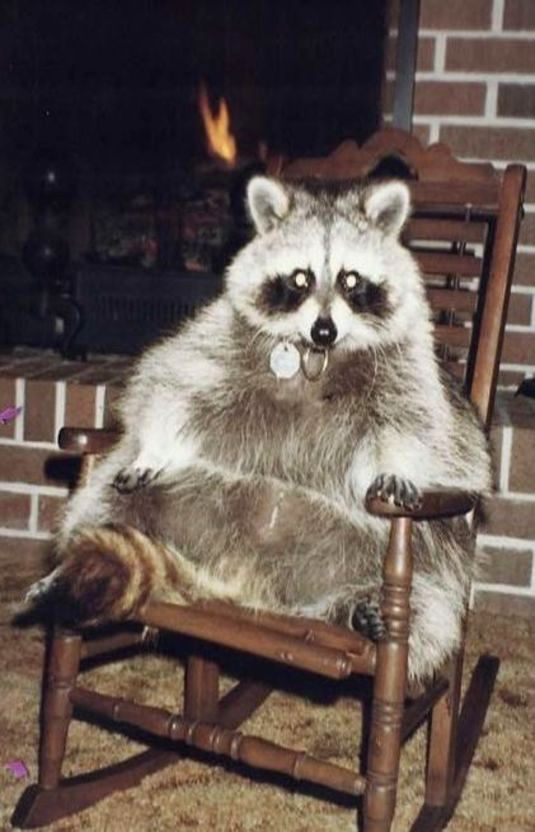 raccoon rocking chair Blank Meme Template