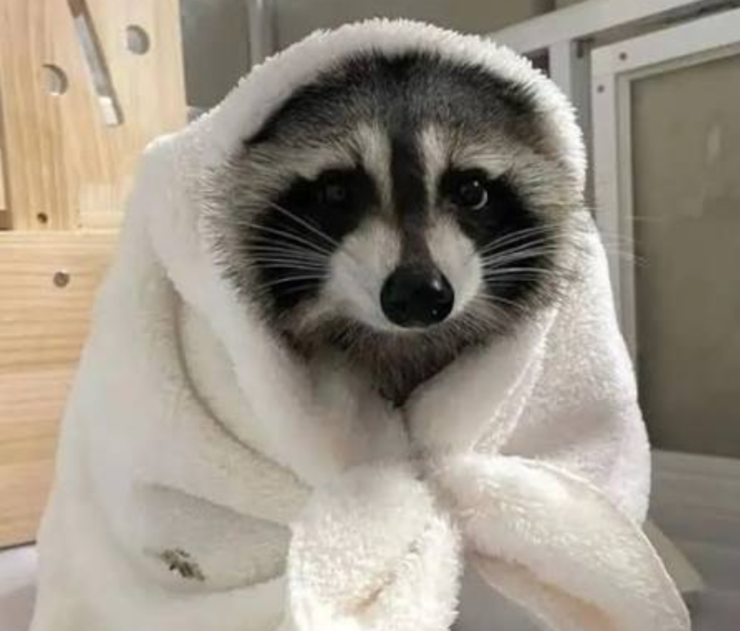 Blanket raccoon Blank Meme Template